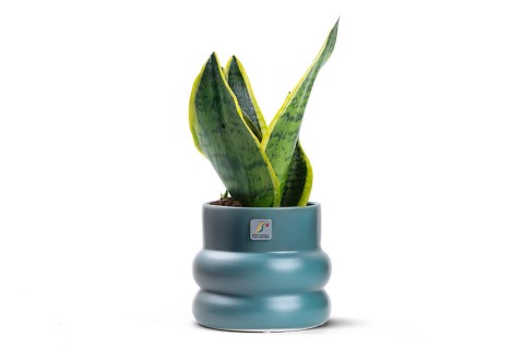 نبتة سانسفيريا مزروعة في حوض سيراميك أزرق رمادي