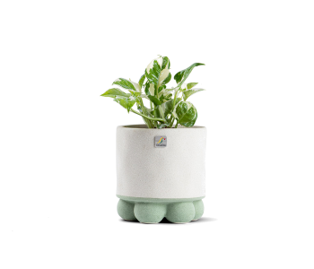 نبتة بوتس مزروعة في حوض سيراميك لون رمادي وأخ..