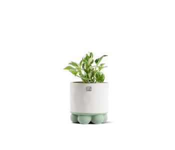 نبتة بوتس مزروعة في حوض سيراميك لون رمادي وأخ..