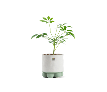 نبتة شفليرا مزروعة في حوض سيراميك لون رمادي و..