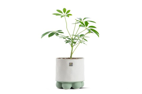 نبتة شفليرا مزروعة في حوض سيراميك لون رمادي وأخضر 