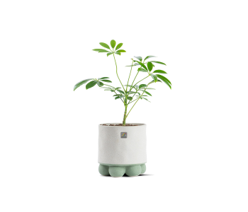 نبتة شفليرا مزروعة في حوض سيراميك لون رمادي و..