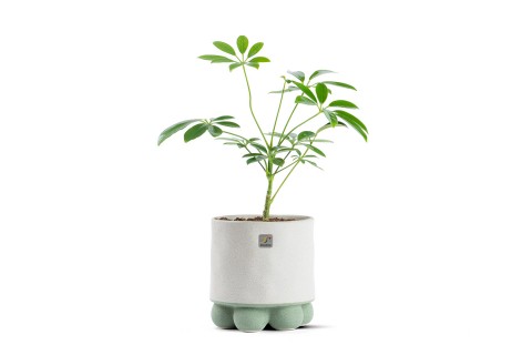 نبتة شفليرا مزروعة في حوض سيراميك لون رمادي وأخضر 