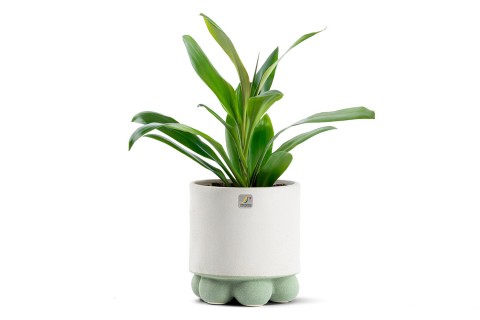 نبتة كورديلاين مزروعة في حوض سيراميك لون رمادي وأخضر 