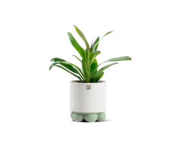 نبتة كورديلاين مزروعة في حوض سيراميك لون رماد..