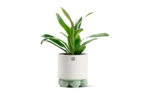 نبتة كورديلاين مزروعة في حوض سيراميك لون رمادي وأخضر 