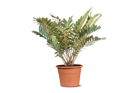 نبتة الزاميا