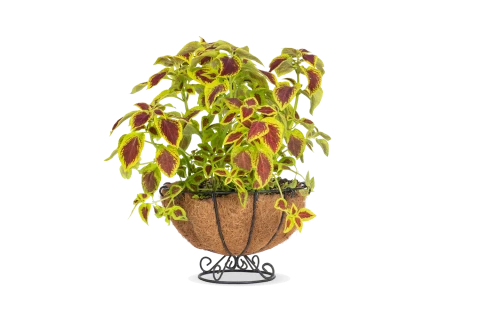 Coleus Plant -red