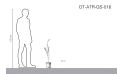 نبات الأكاسيا تورتيليس ( سمر الراديانا)