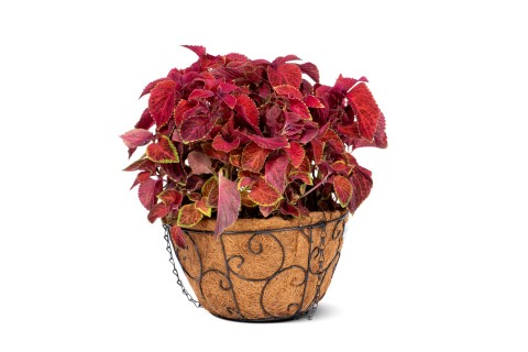 Coleus Plant Bedding plants