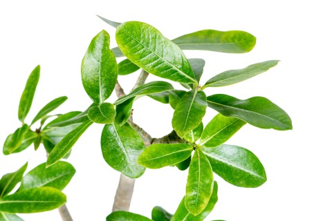 أدينم -وردة الصحراء