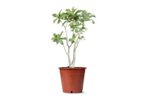 أدينم -وردة الصحراء