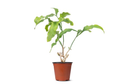 نبتة ابيفايلم ( ملكة الليل )