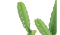 إيفوربيا 