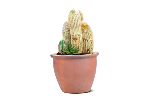 Cactus Small Plant Arrangement