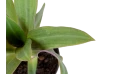 Rhoeo Spathacea Plant