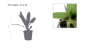 Rhoeo Spathacea Plant