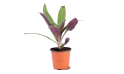 Rhoeo Spathacea Plant