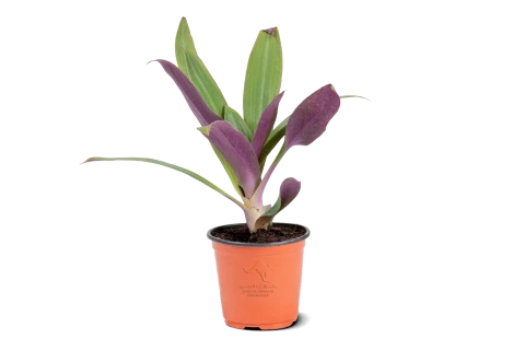 Rhoeo Spathacea Plant