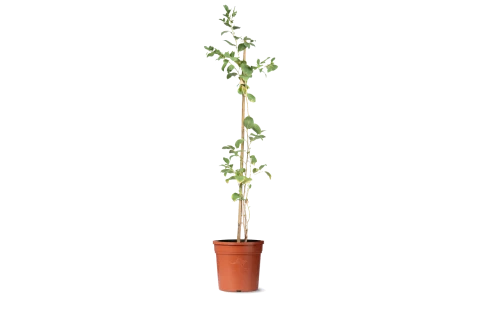 Ziziphus Spina-christi Tree
