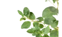 شجرة السدر