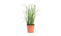 Equisetum (horsetail) Plant