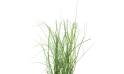 Equisetum (horsetail) Plant
