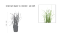 Equisetum (horsetail) Plant