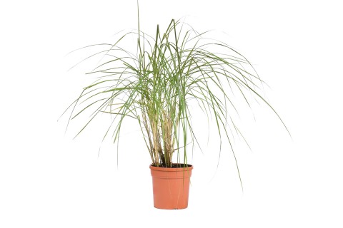 عشب (العشب المِسكَنْتُس الأرجواني)