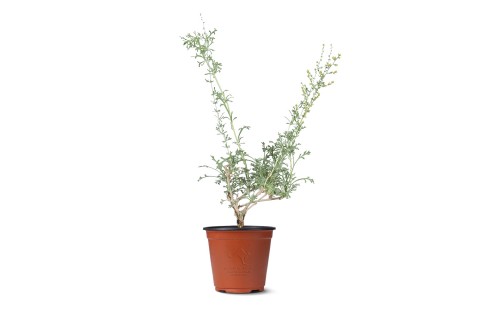 ارتيميسيا ( عشبة الشيح )