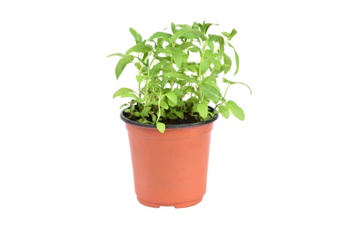 نبتة النعناع 