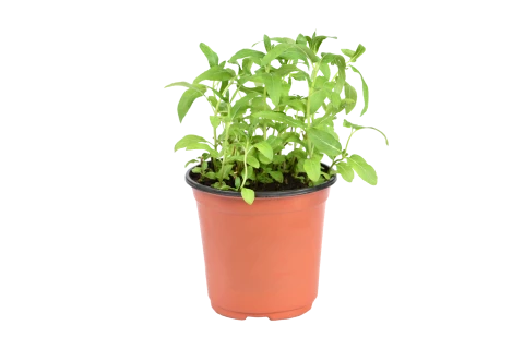Mentha longifolia (Habak)