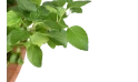 نباتات متنوعة 