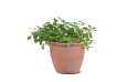 نباتات متنوعة 
