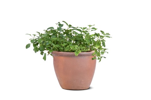 نباتات متنوعة 