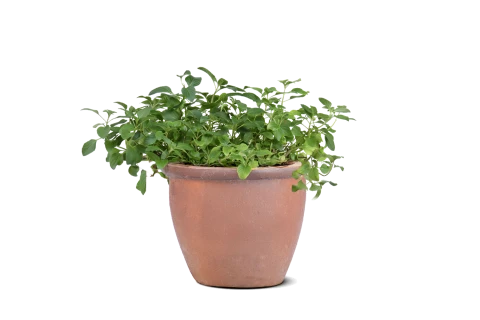 Potted Herbs