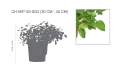نباتات متنوعة 
