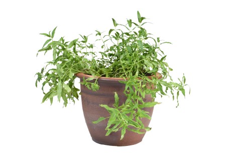 نباتات متنوعة 