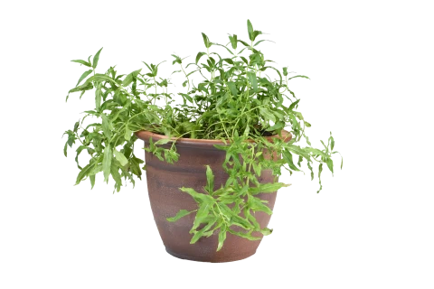 Potted Herbs