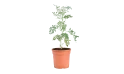 Ruta Graveolens(common Rue)