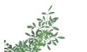 Ruta Graveolens(common Rue)
