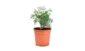 نبات الشذاب