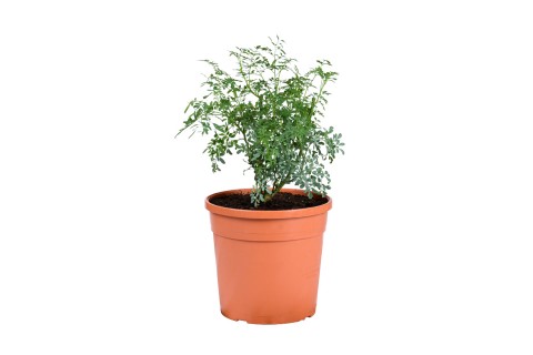 نبات الشذاب