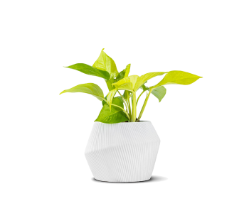 نبتة بوتس مزروعة في حوض سيراميك 