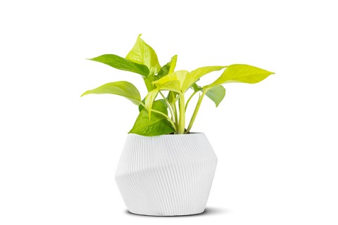 نبتة بوتس مزروعة في حوض سيراميك 