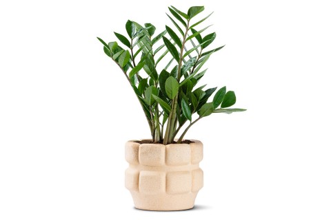  نبتة زاميا مزروعة في حوض سيراميك 