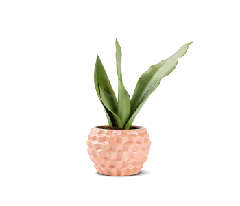 نبتة سانسفيريا مزروعة في حوض سيراميك - لون خو..