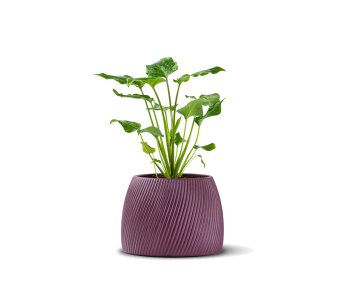 نبتة فيلوديندرون زانادو مزروعة في حوض سيراميك