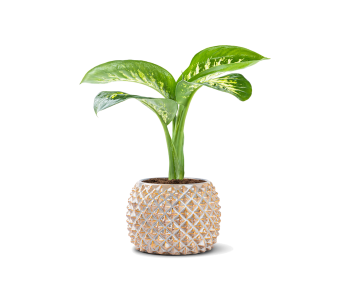 نبتة دفنباخيا مزروعة في حوض سيراميك بني 