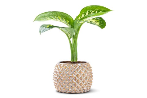 نبتة دفنباخيا مزروعة في حوض سيراميك بني 